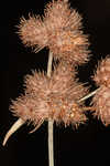 Western umbrella-sedge